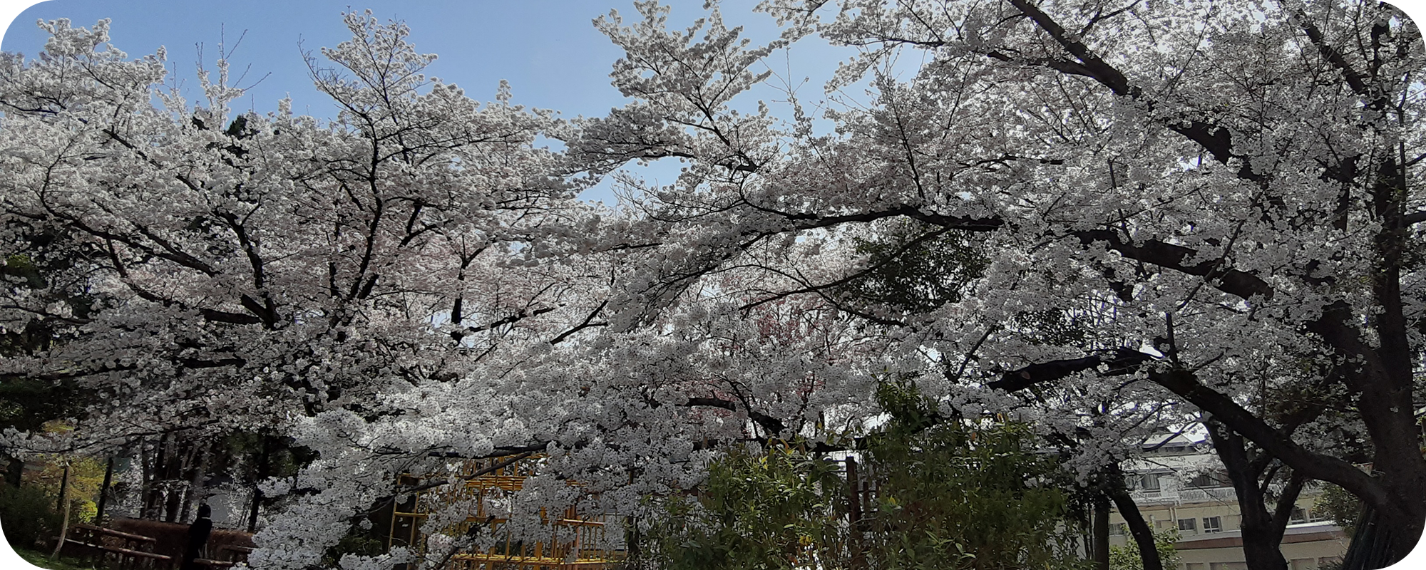 Read more about the article Hoping to enjoy Sakura with guests in 2023