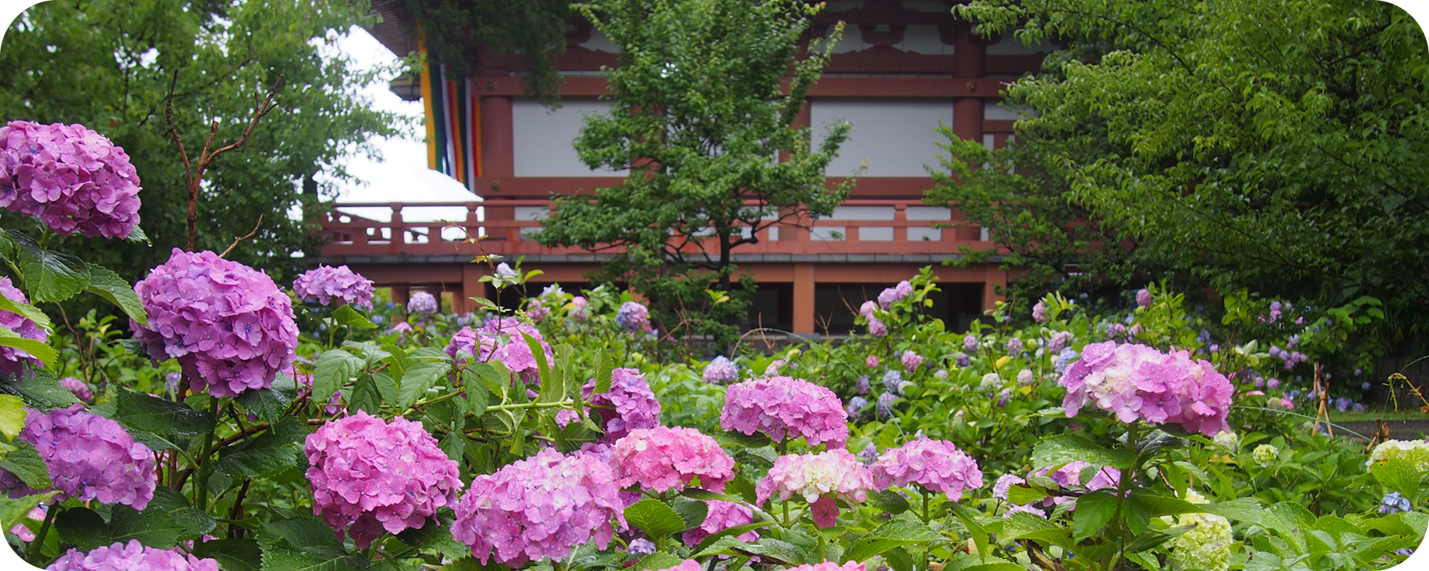 Read more about the article Hydrangea in Chisyaku-in 智積院の紫陽花