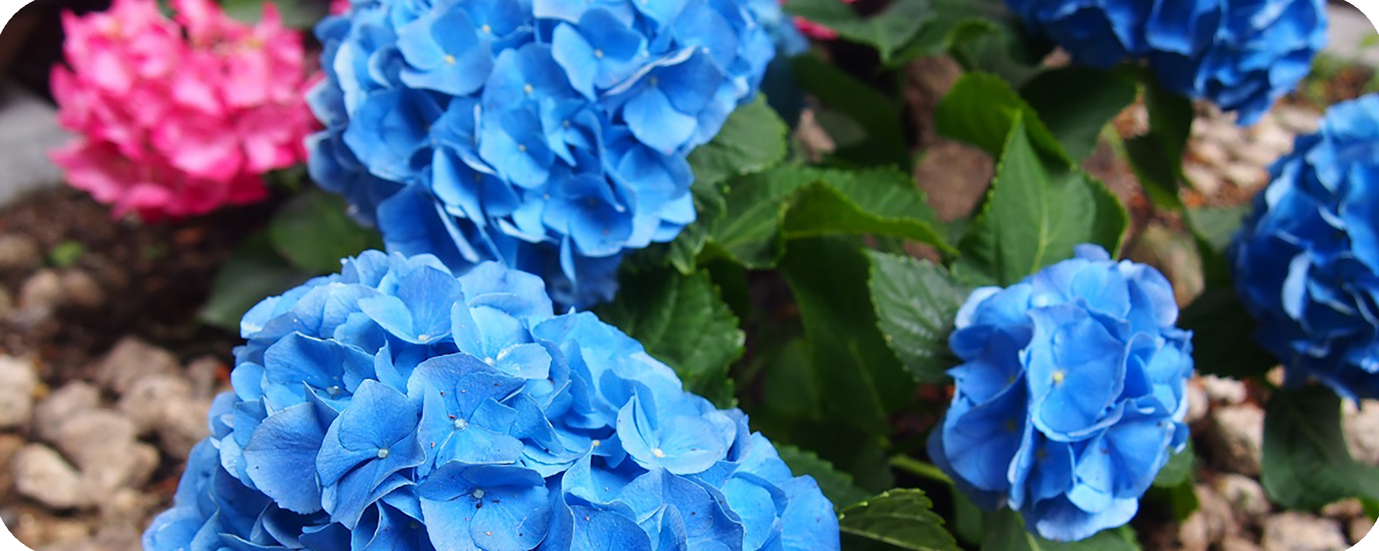 Read more about the article Hydrangea あじさい 綉球花