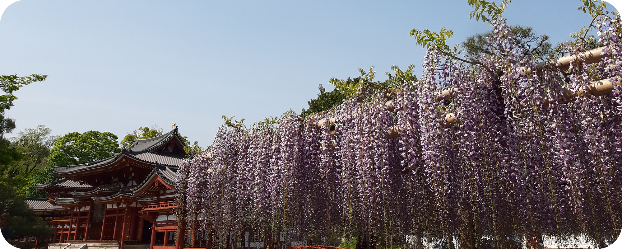 Read more about the article Wisteria in Uji 平等院鳳凰堂 藤の花